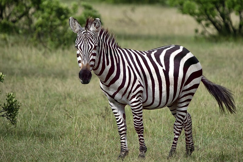 Maasai Mara National Reserve, Kenya