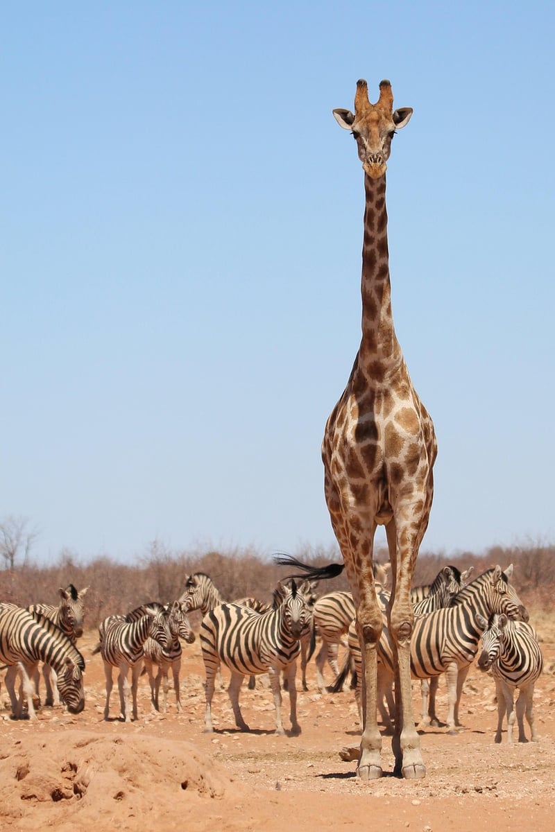 Serengeti National Park, Tanzania